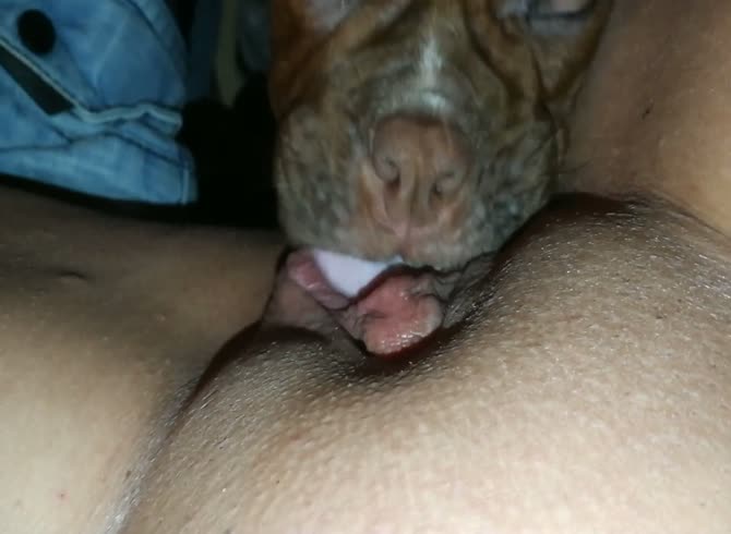 Dog pussy licking